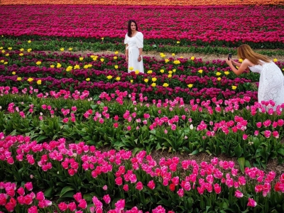 �o(w��)�˙C���ĵ������㻨�� �ʬF�׺ξ�(xi��n)�l֮��