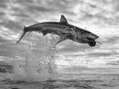 �zӰ��ץ��Ұ����(d��ng)��ˇ�g(sh��)��Ƭ ������S��ˮ�沶ʳ